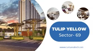 Tulip yellow sector 69