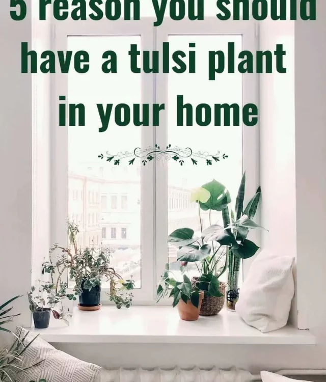 5 Reason You Should Have a Tulsi Plant in your home