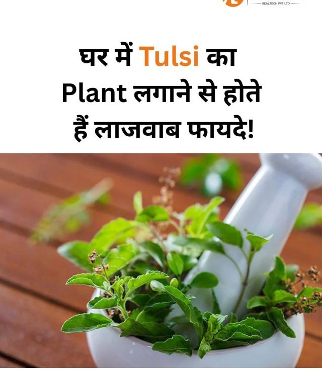 Tulsi plant Vastu Shastra tips for your home