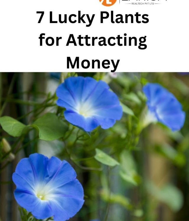 9  Feng Shui Plants in Your Home to Attract Money