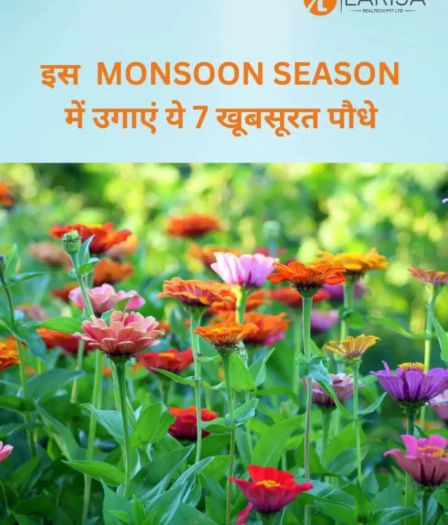 Top 7 Plants to Grow in Monsoon Season