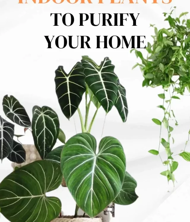 TOP 10 INDOOR PLANTS
