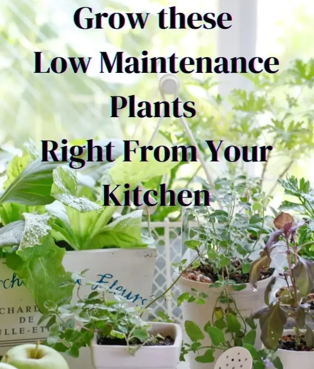 TOP 10 Kitchen Garden Plants