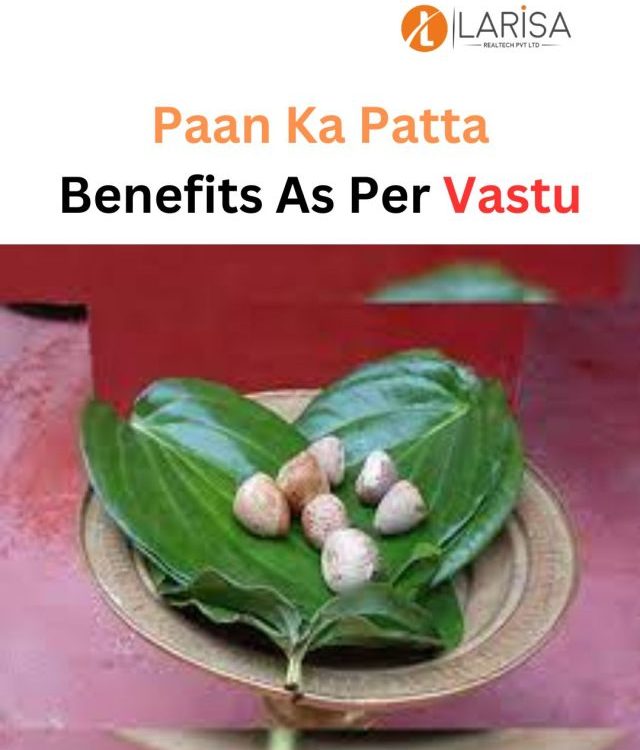 Paan Ka Patta or Betel Leaf Benefits During Durga Puja at Home