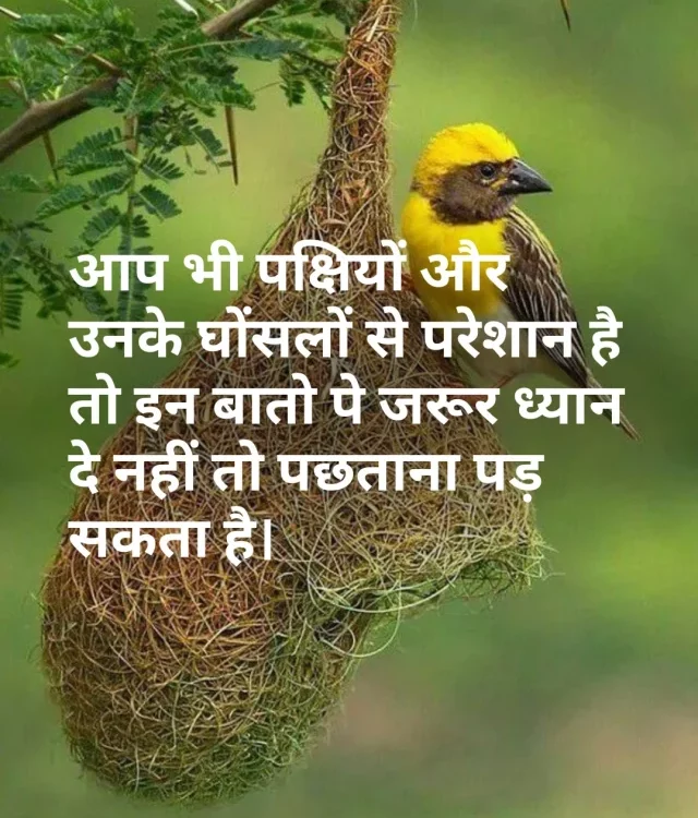 How to Get Rid of Birds And Their Nests On Your Roof