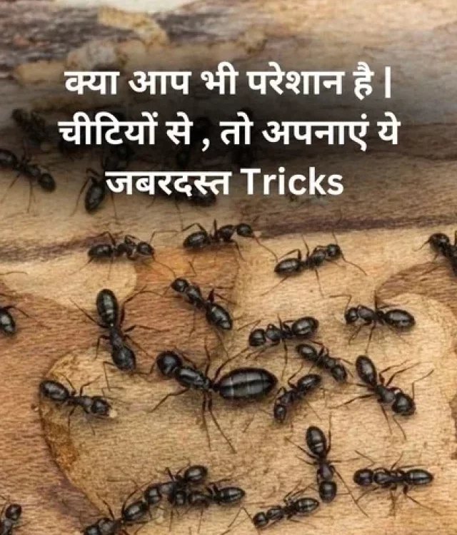 Top 7 Effective Way to Get Rid of Ants At Home