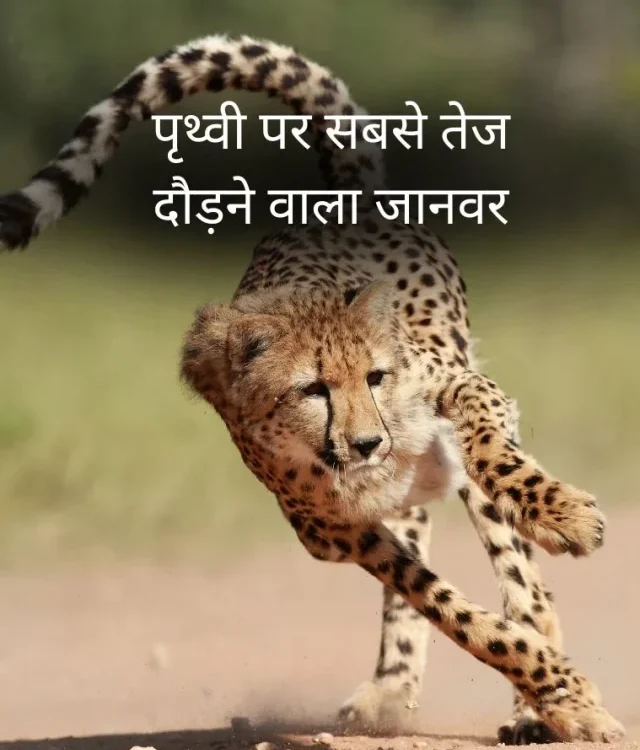 Fastest Running Animals on the Earth