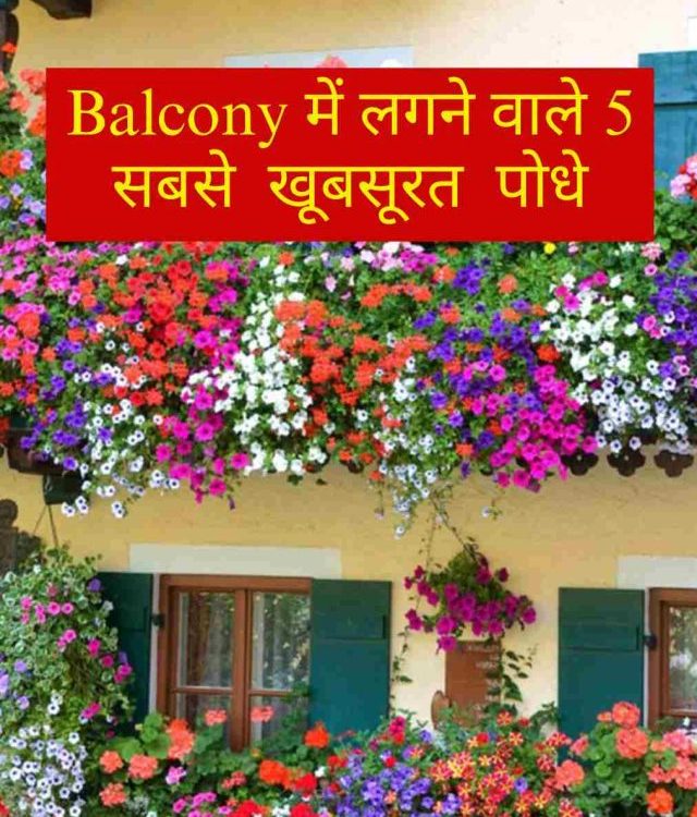 5 Everlasting Flowering Plants for Balcony Garden