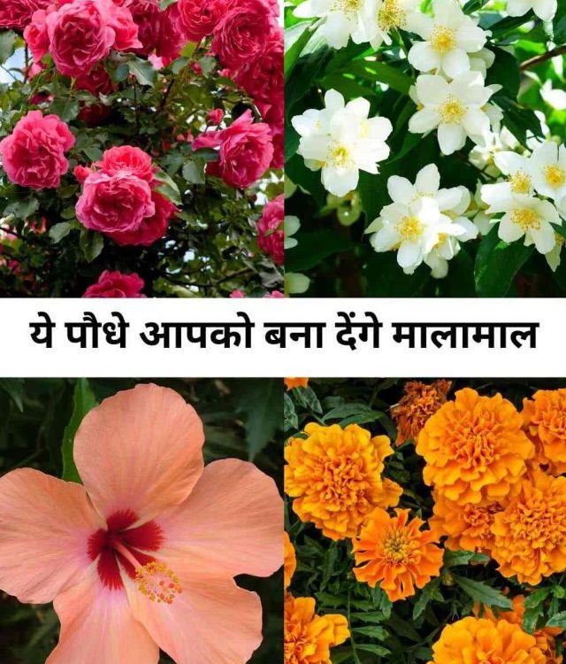 5 Vastu Flowering Plants for home you can’t ignore