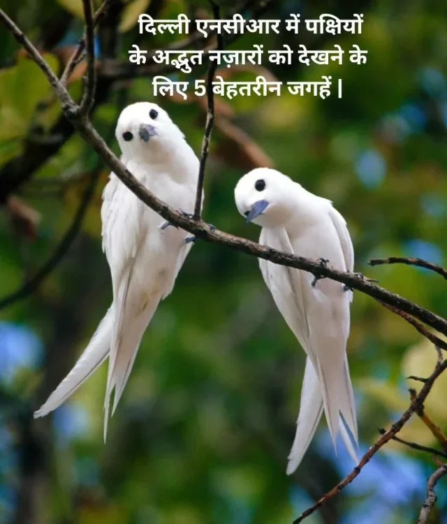 दिल्ली एनसीआर में पक्षियों के अद्भुत नज़ारों को देखने के लिए 5 बेहतरीन जगहें |