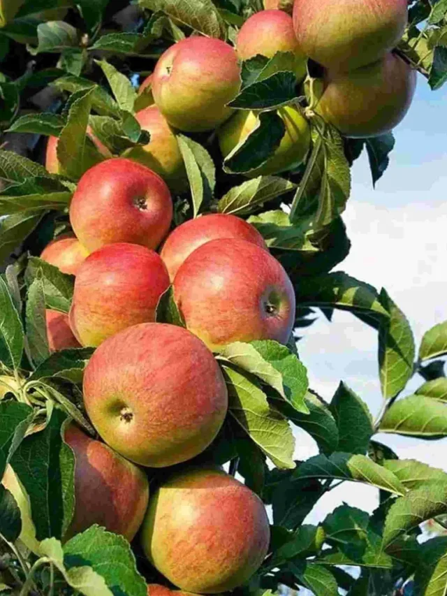 रोजाना एक सेब खाने के फायदे जानकर चौंक जाएंगे आप